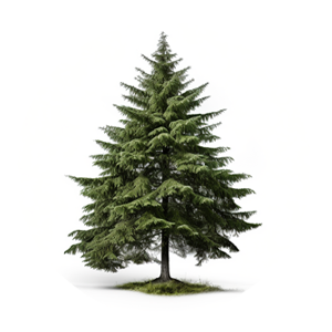 White Spruce Tree