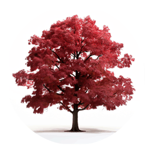 Red Maple Tree