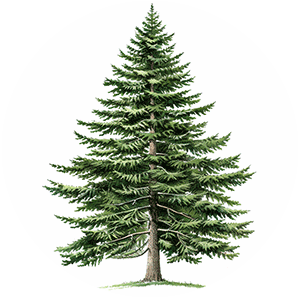 Douglas fir family tree foundation