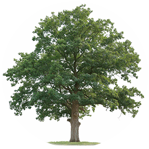 White Oak, Family Tree Foundation